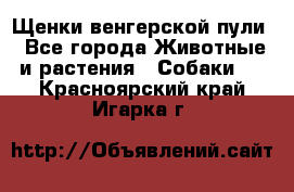 Щенки венгерской пули - Все города Животные и растения » Собаки   . Красноярский край,Игарка г.